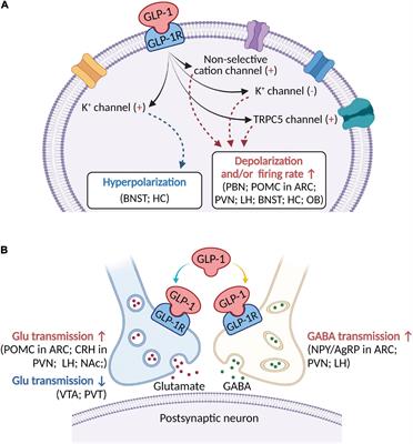 GLP-1 Suppresses Feeding Behaviors and Modulates Neuronal Electrophysiological Properties in Multiple Brain Regions